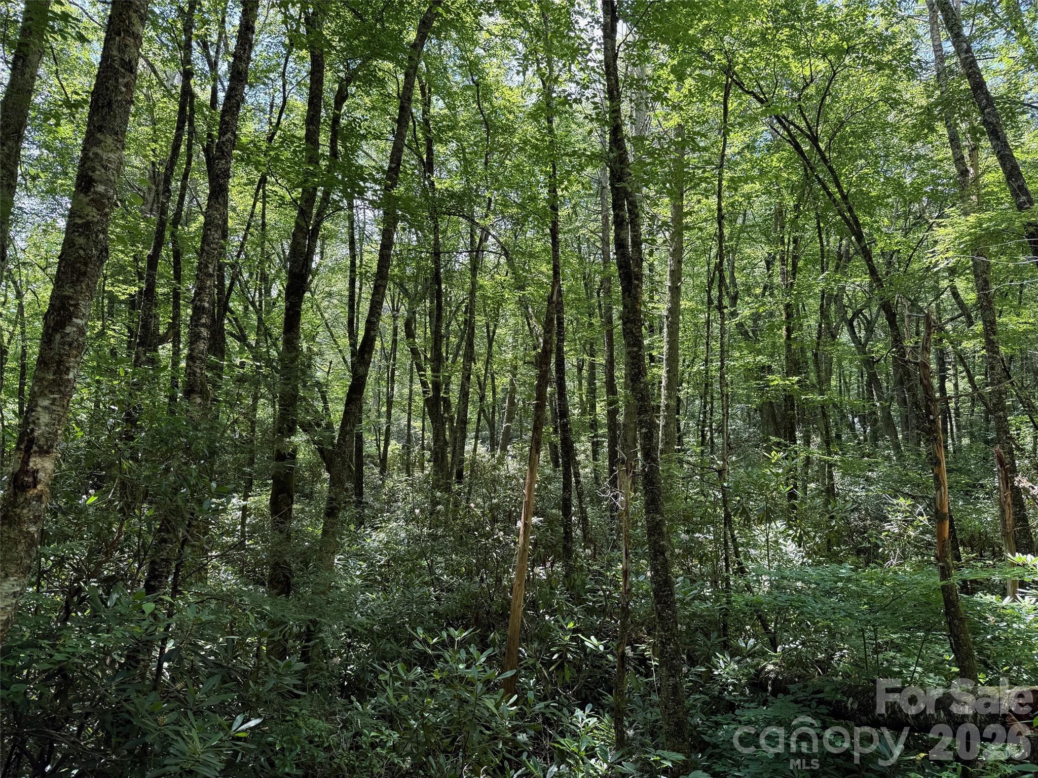 Lot #67 Spring Drive Maggie Valley, NC 28751 - Photo 10 of 13 a view of forest