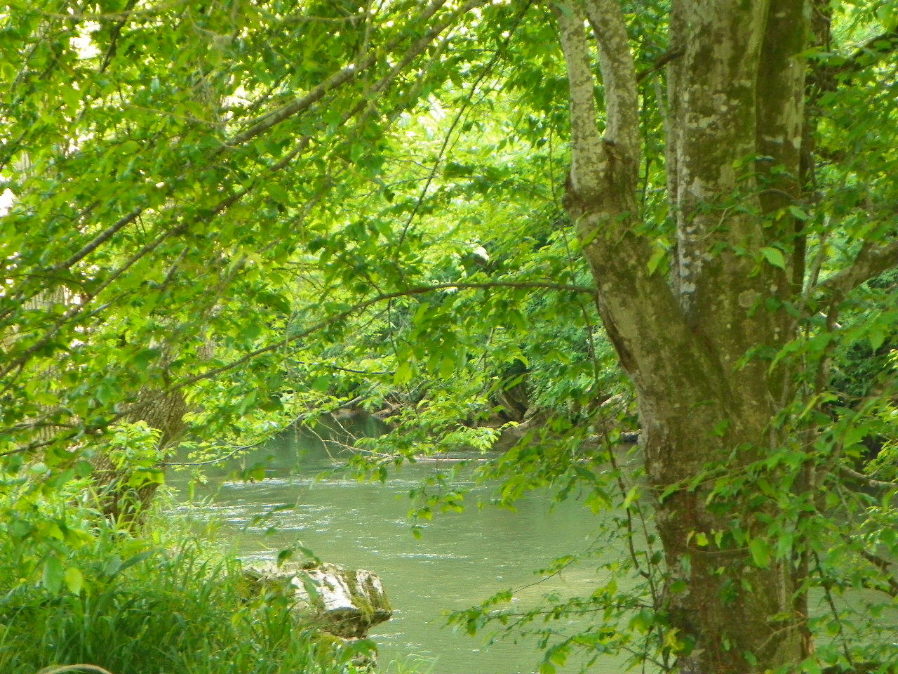 Tracts#1-2 Snapp Road Sevierville, TN 37862 - Photo 11 of 13 100_5439