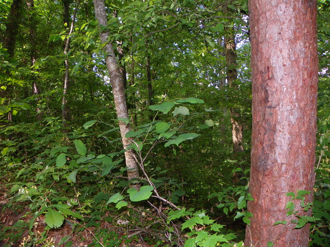 Tracts#1-2 Snapp Road Sevierville, TN 37862 - Photo 3 of 13 100_5426