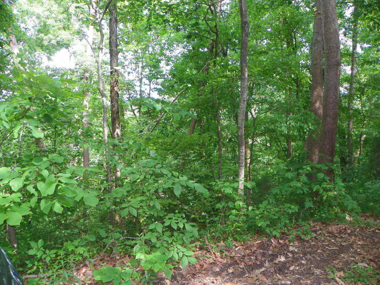 Tracts#1-2 Snapp Road Sevierville, TN 37862 - Photo 4 of 13 100_5431