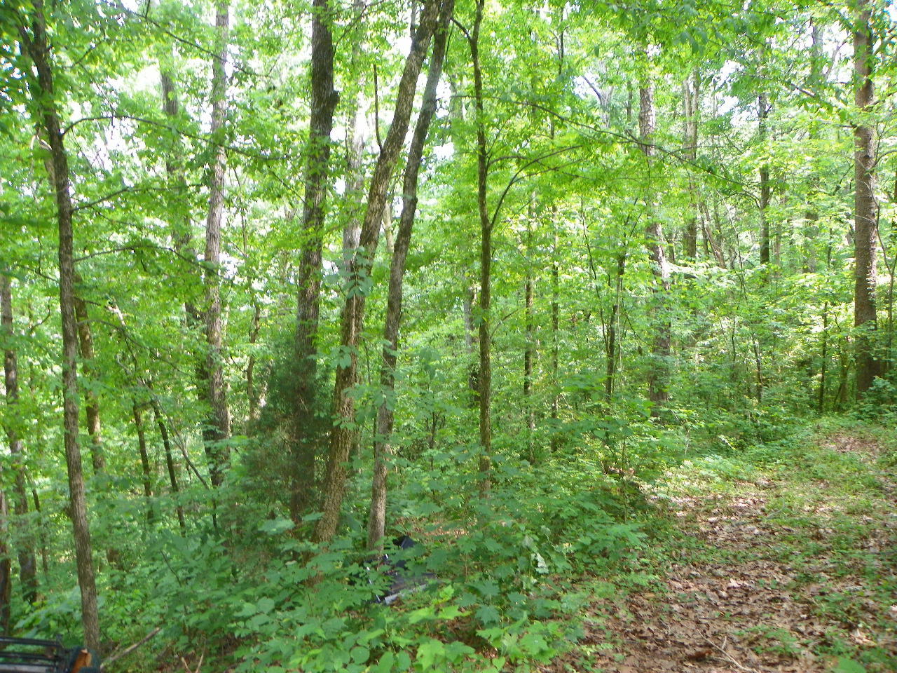 Tracts#1-2 Snapp Road Sevierville, TN 37862 - Photo 6 of 13 100_5434