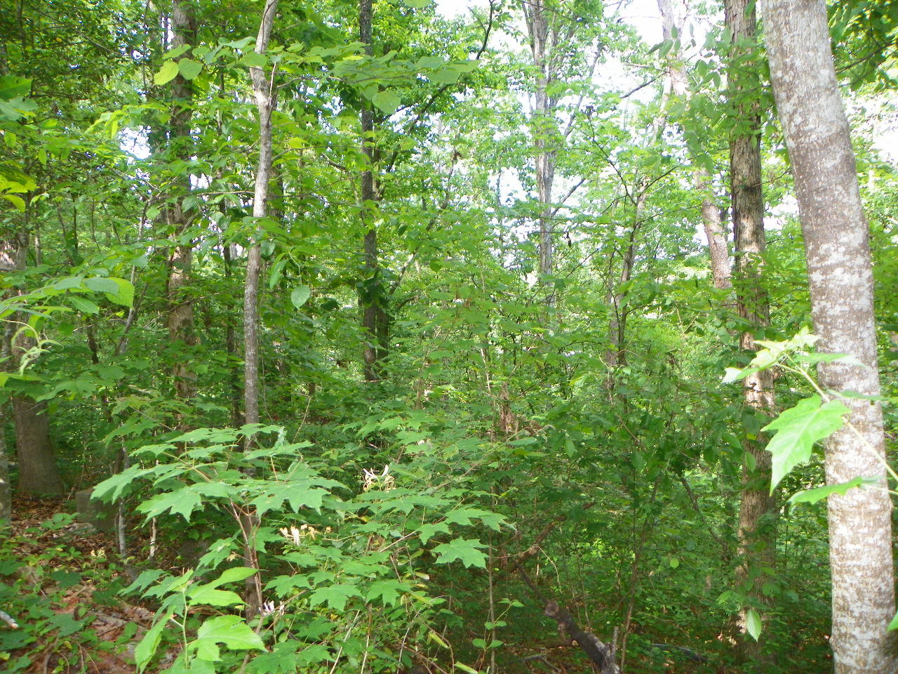 Tracts#1-2 Snapp Road Sevierville, TN 37862 - Photo 7 of 13 100_5435