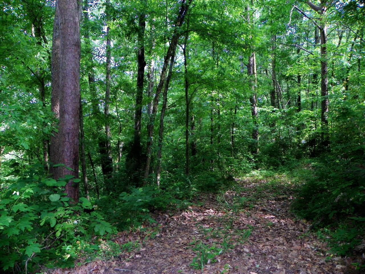 Tracts#1-2 Snapp Road Sevierville, TN 37862 - Photo 8 of 13 100_5424