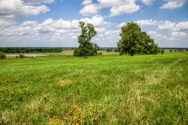 a view of a field with an trees