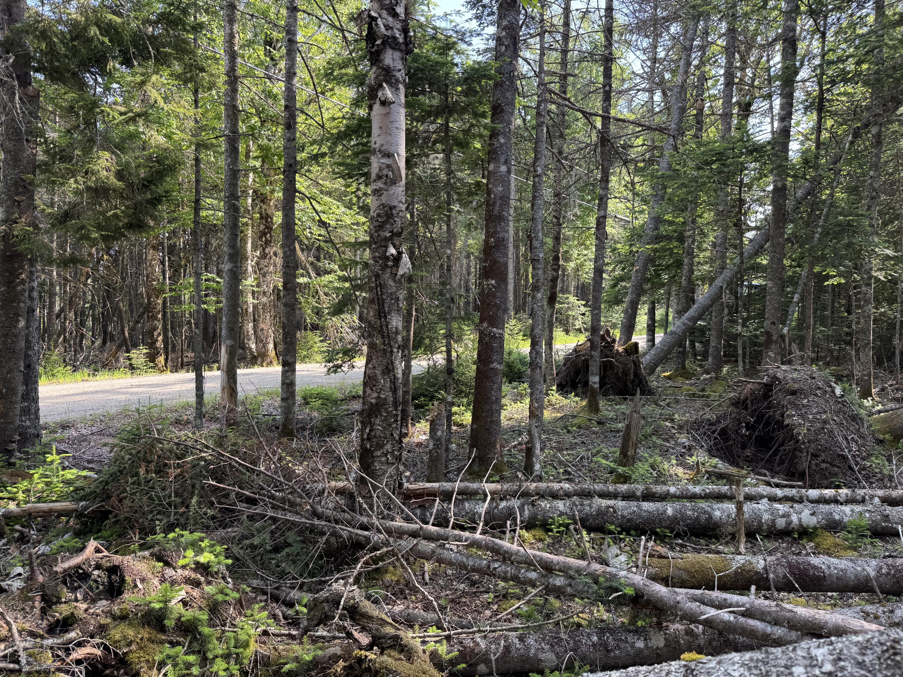 6-05-0a Nepp Point Road Roque Bluffs, ME 04654 - Photo 11 of 11 IMG_9970