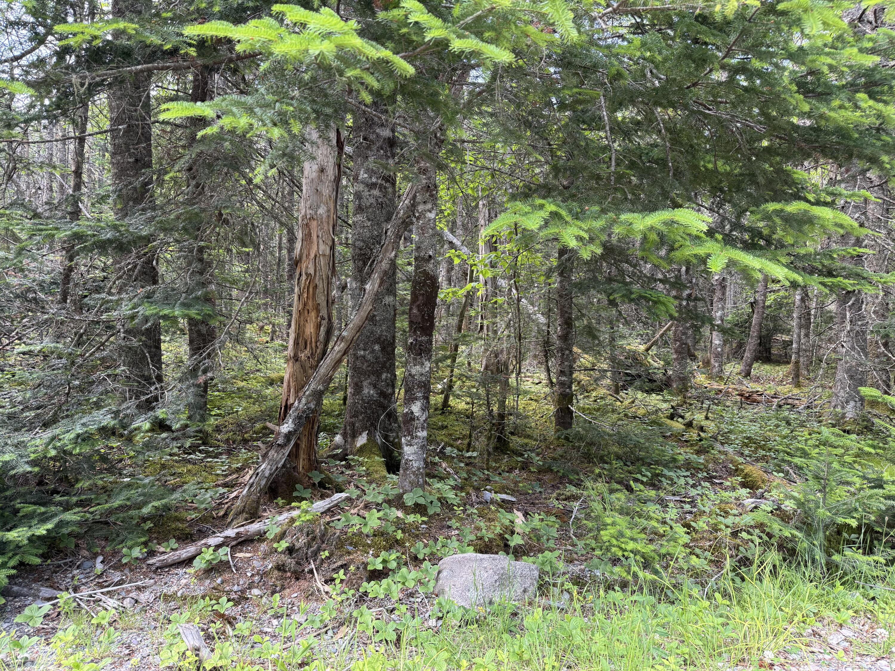 6-05-0a Nepp Point Road Roque Bluffs, ME 04654 - Photo 4 of 11 IMG_9942