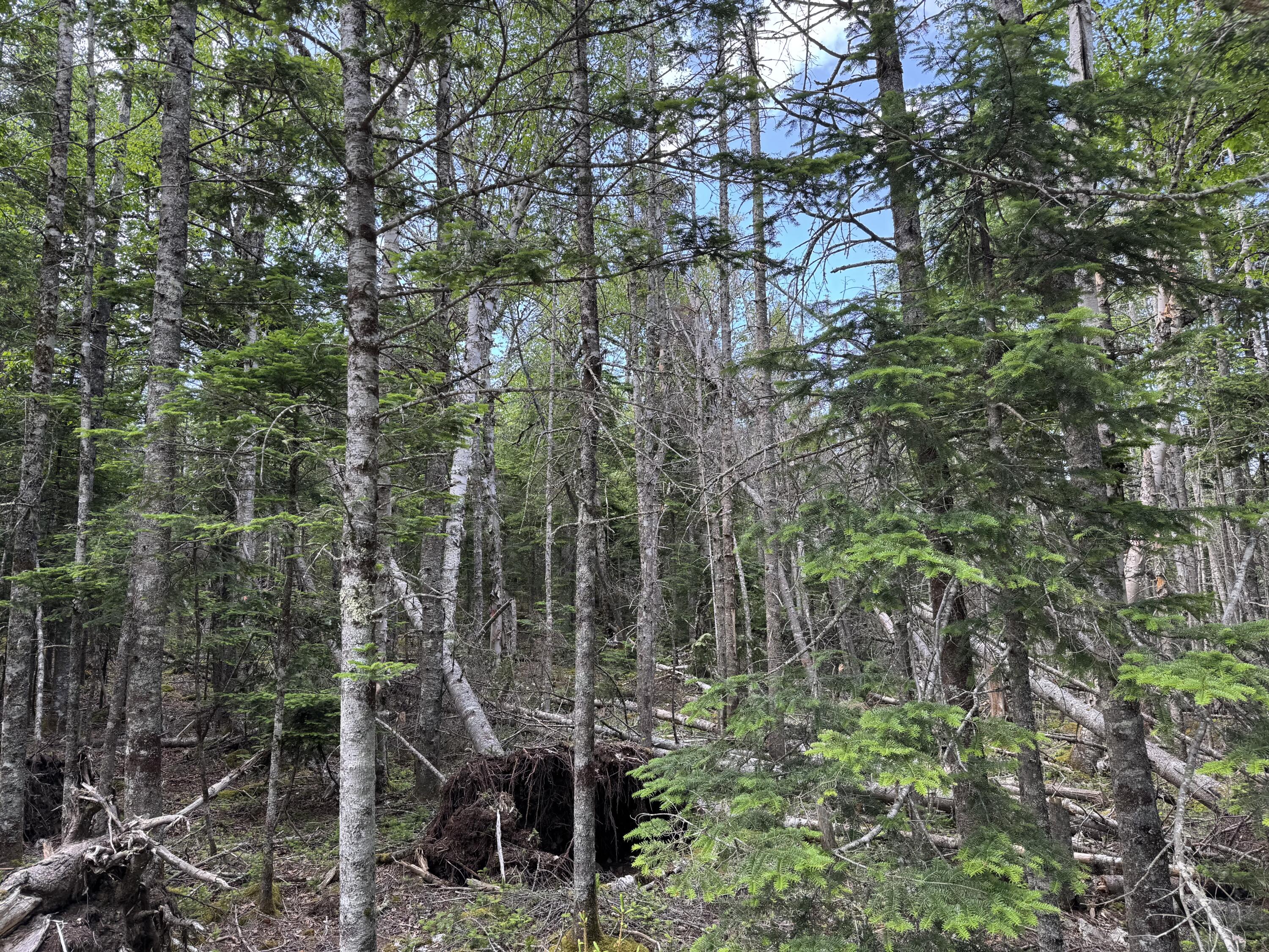 6-05-0a Nepp Point Road Roque Bluffs, ME 04654 - Photo 5 of 11 IMG_9952