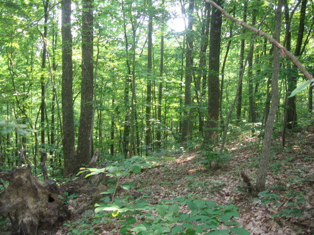 18 Cumberland Cove Road Monterey, TN 38574 - Photo 1 of 6 156005_0