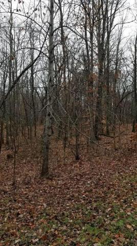 18 Cumberland Cove Road Monterey, TN 38574 - Photo 5 of 6 20181218233645114068000000-o
