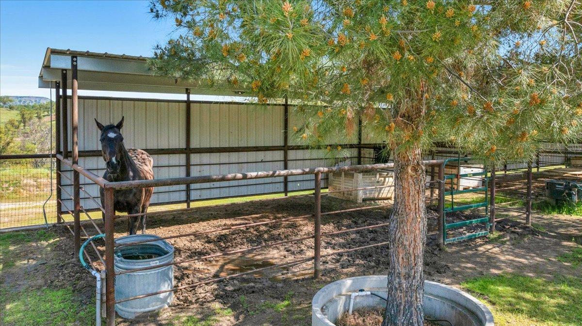 10925 Rusty Spur Lane Clovis, CA 93619 - Photo 85 of 94 Stalls with shelter near arena.
