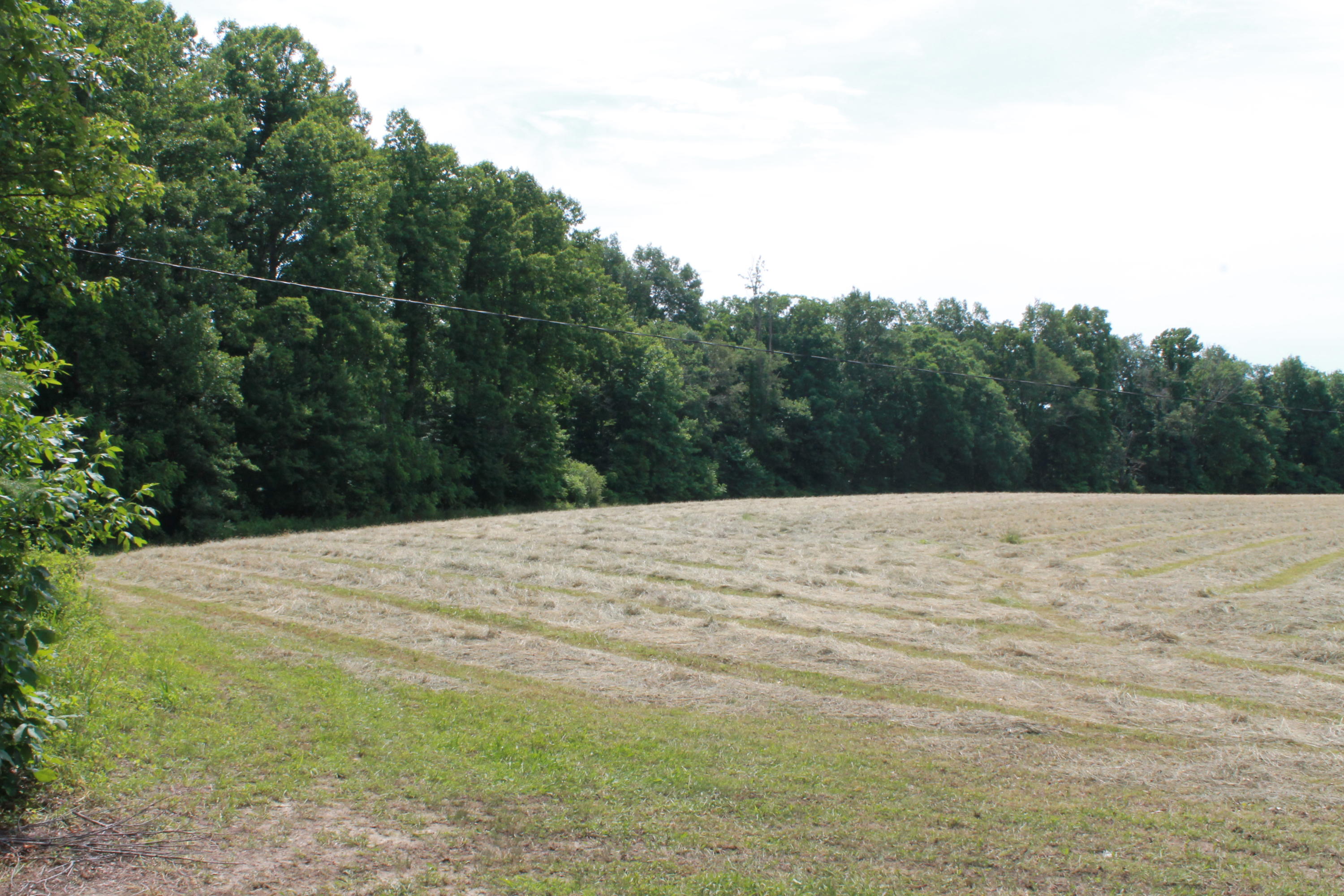 Junior Cox Road Road Deer Lodge, TN 37726 - Photo 2 of 11 IMG_5870