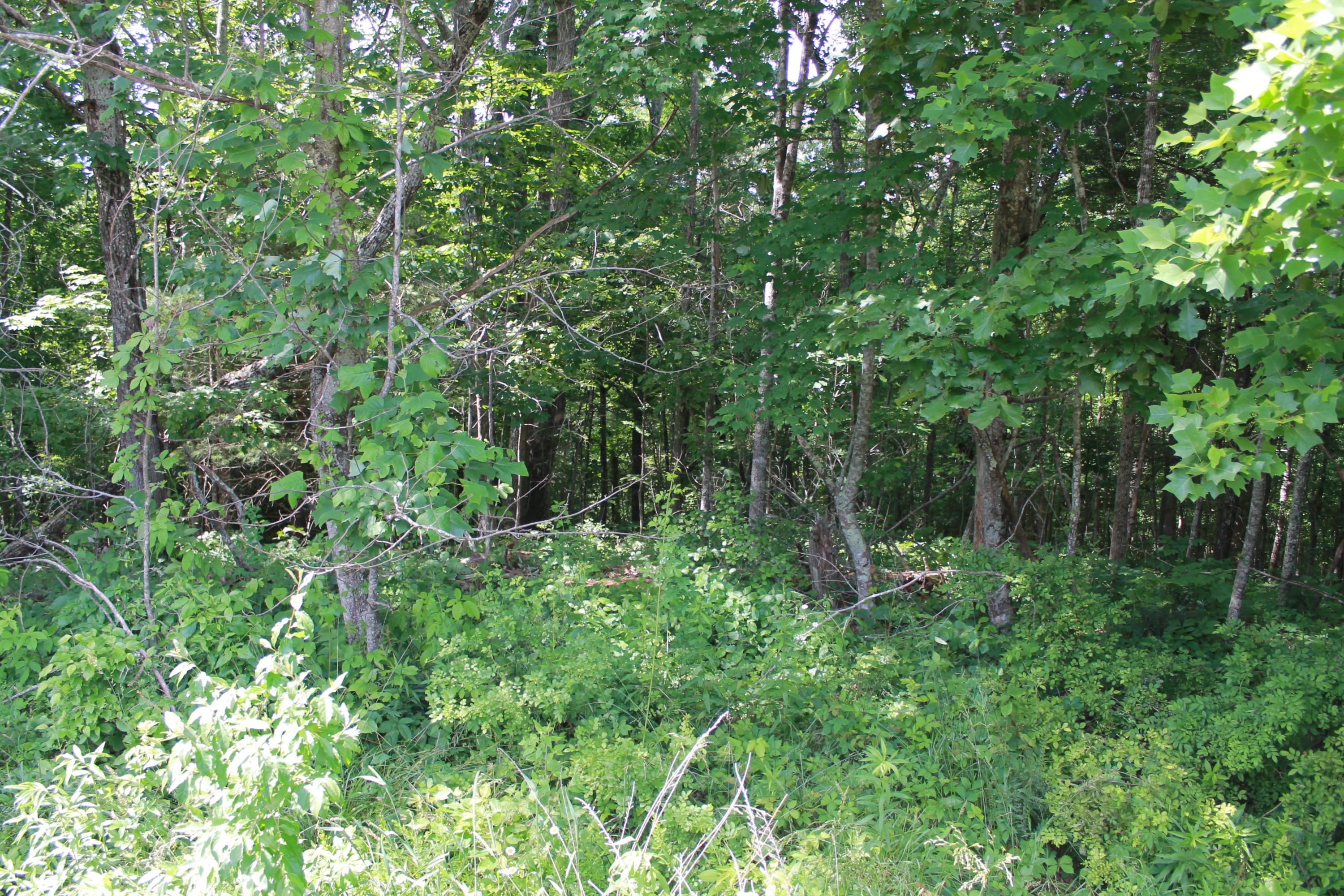 Junior Cox Road Road Deer Lodge, TN 37726 - Photo 9 of 11 IMG_5887