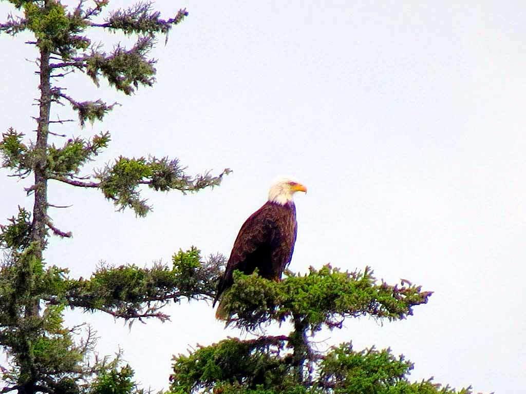 Lot 29 Us Rt 1 Road Weston, ME 04424 - Photo 21 of 25 eagle-maine-lake