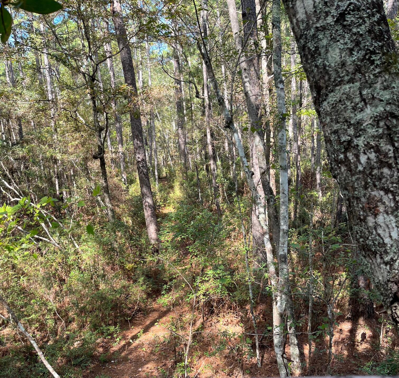 9168 Old Georgetown Road McClellanville, SC 29458 - Photo 42 of 45 image6