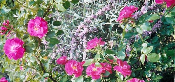 226 Shutesbury Road Amherst, MA 01002 - Photo 6 of 11 a view of a flower