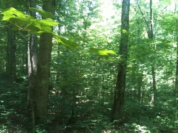 9999 Hales Fork Road Flat Lick, KY 40935 - Photo 25 of 47 IMG_0592