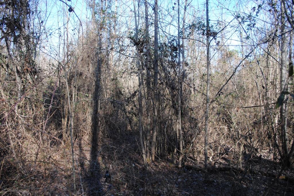 15 Gordon Pond Road LaFayette, GA 30728 - Photo 5 of 29 DSC_0368 (1024x685)