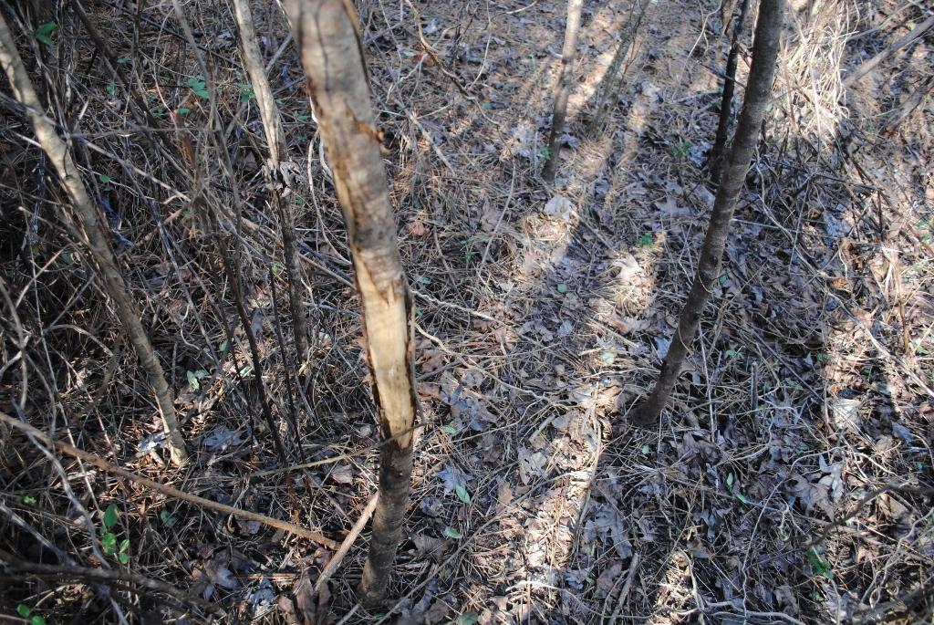 15 Gordon Pond Road LaFayette, GA 30728 - Photo 8 of 29 DSC_0371 (1024x685)