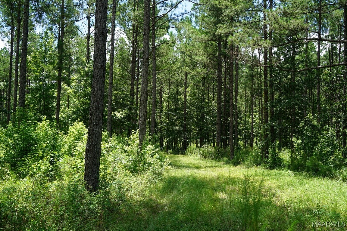 686 Pugh Road Mathews, AL 36052 - Photo 15 of 24 Gallery Image 15