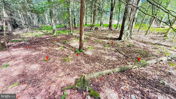a view of a yard with trees
