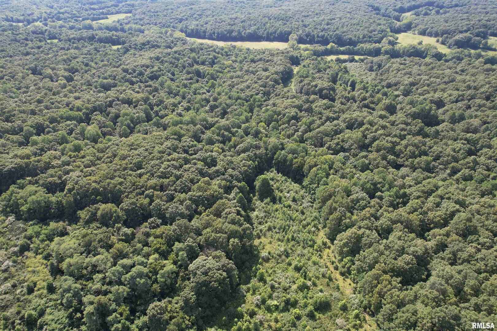 0 Shawnee Hollow Road Elizabethtown, IL 62931 - Photo 18 of 36 a view of a bunch of trees and bushes