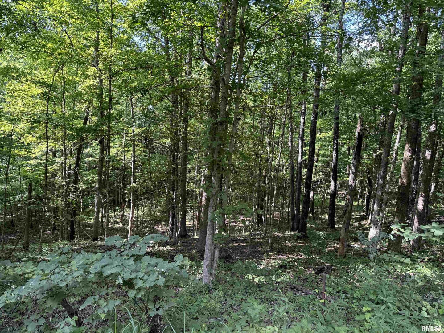 0 Shawnee Hollow Road Elizabethtown, IL 62931 - Photo 36 of 36 a view of forest