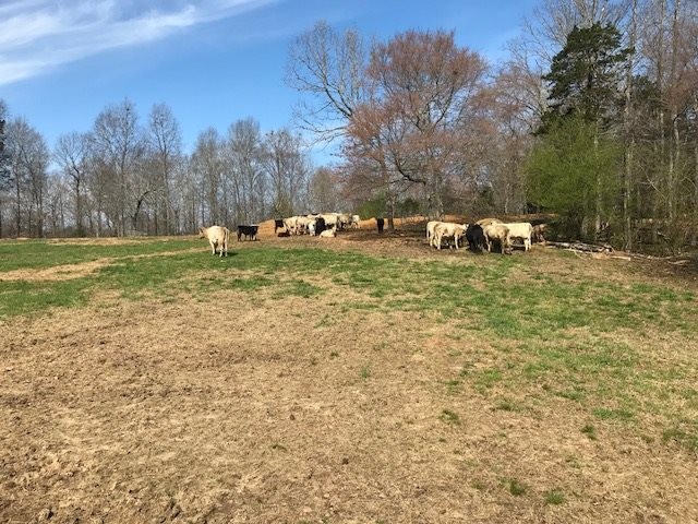 0 Nance Bend Road Clifton, TN 38425 - Photo 19 of 23