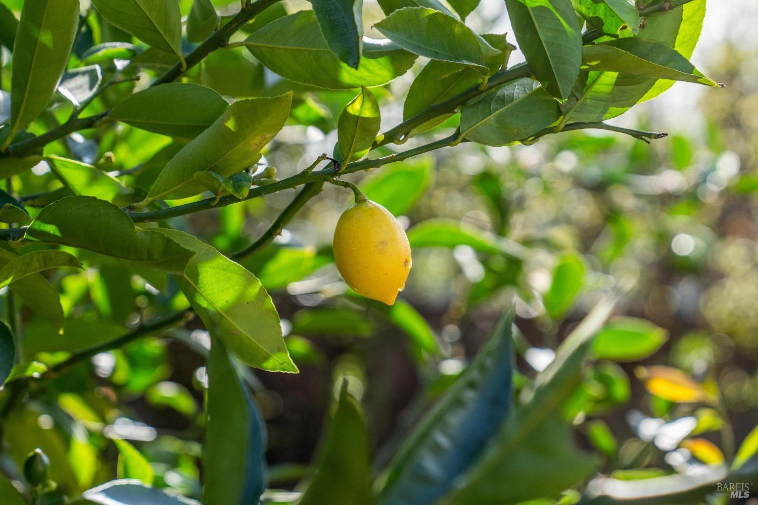 484 Summit Avenue Mill Valley, CA 94941 - Photo 31 of 50