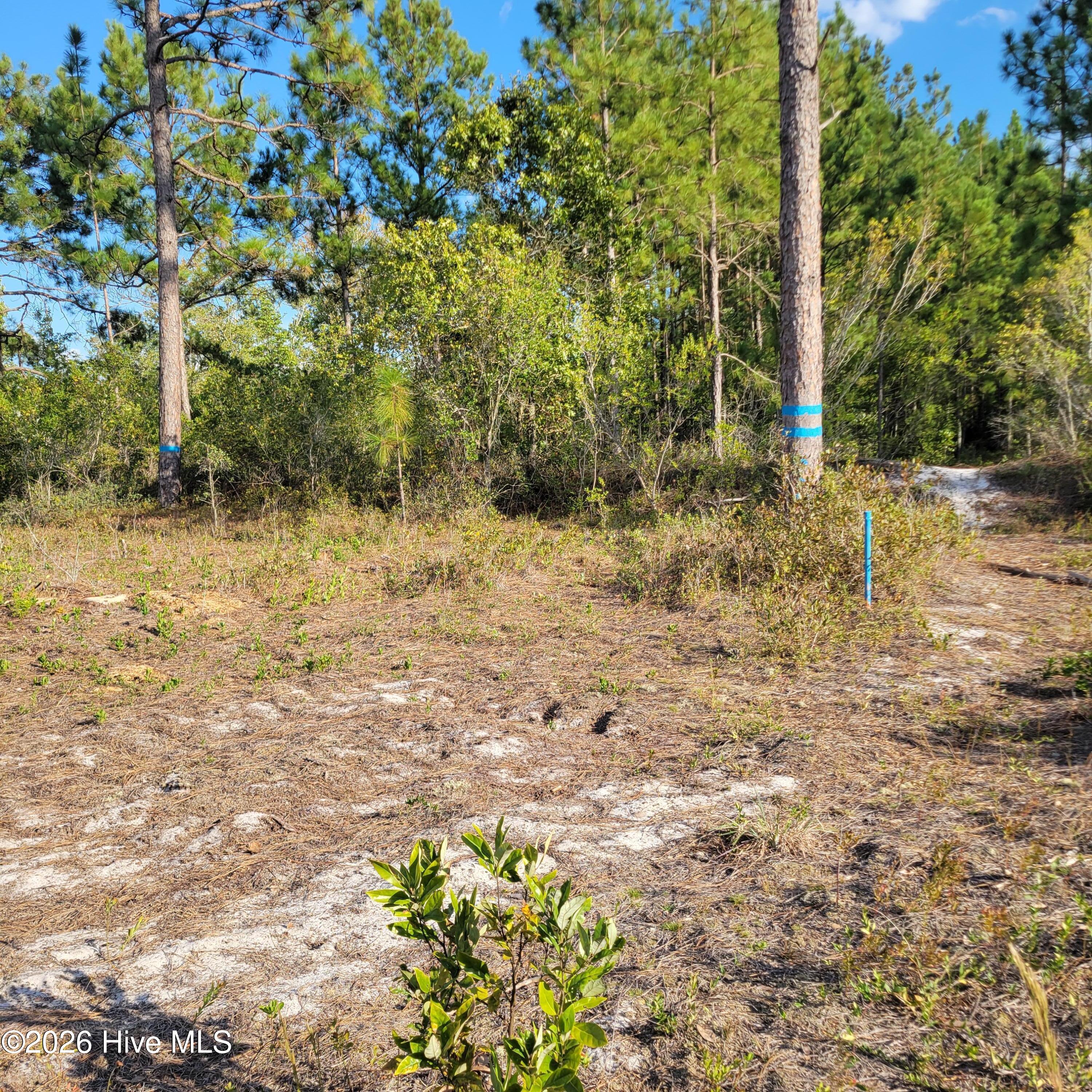 Lot 0 Moores Swamp Road Ivanhoe, NC 28447 - Photo 3 of 5 20260929_170158