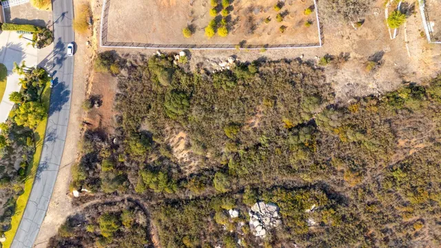 a close up of a plant