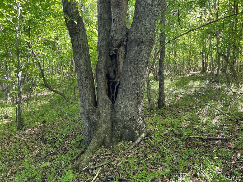 Tbd Watoga Buckingham, VA 23936 - Photo 31 of 50 a view of a forest