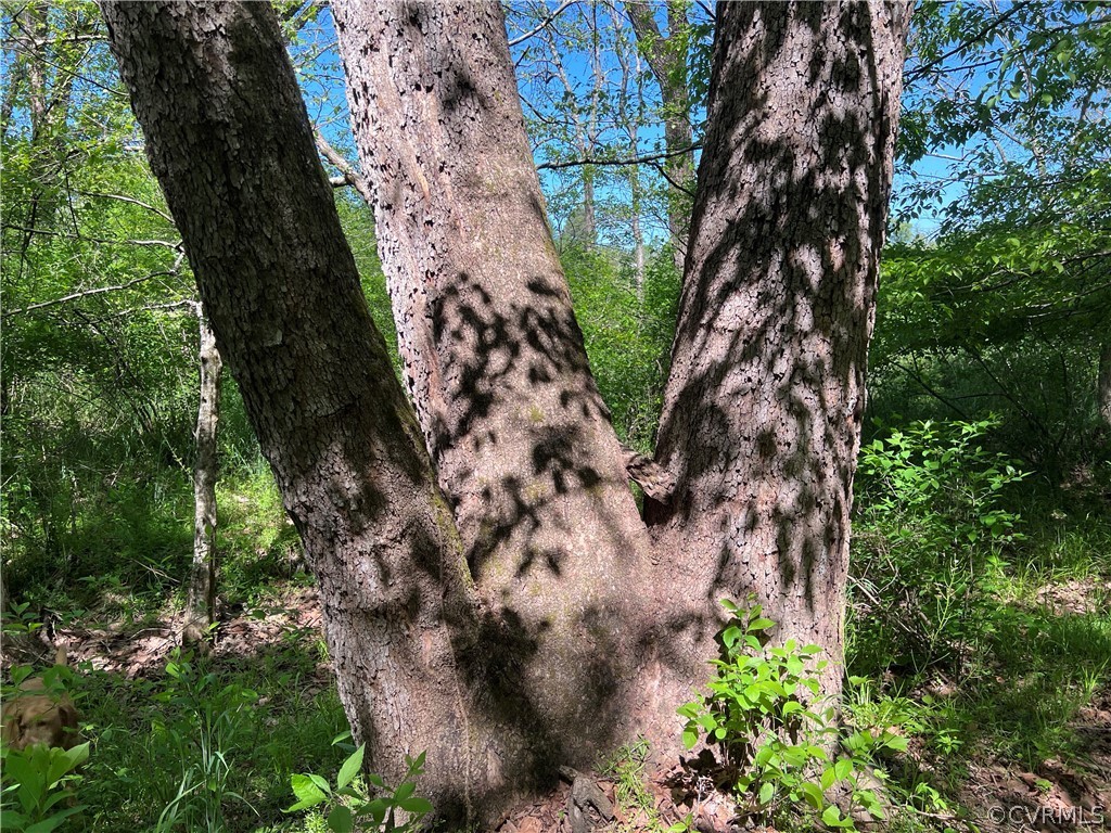 Tbd Watoga Buckingham, VA 23936 - Photo 32 of 50 a view of a tree in a garden