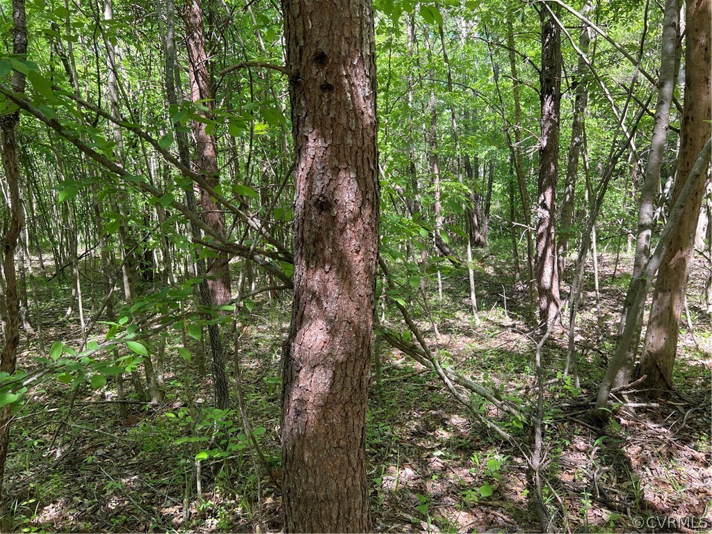 Tbd Watoga Buckingham, VA 23936 - Photo 33 of 50 a backyard of a house with lots of green space