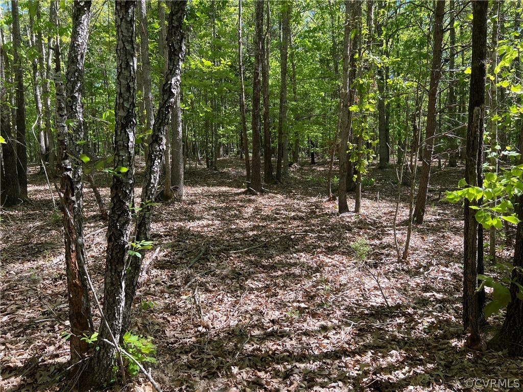 Tbd Watoga Buckingham, VA 23936 - Photo 34 of 50 a view of a forest filled with trees