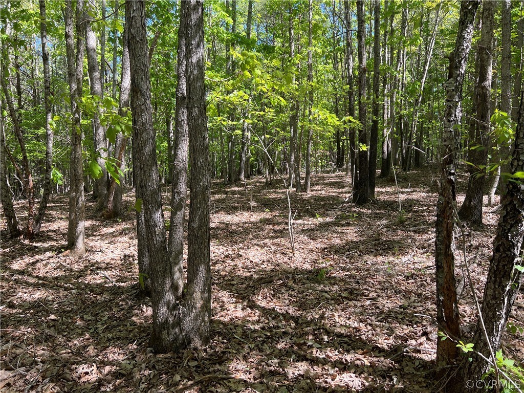Tbd Watoga Buckingham, VA 23936 - Photo 35 of 50 a view of a forest with trees