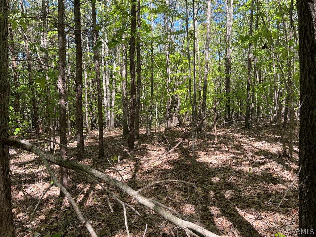 Tbd Watoga Buckingham, VA 23936 - Photo 36 of 50 a view of forest