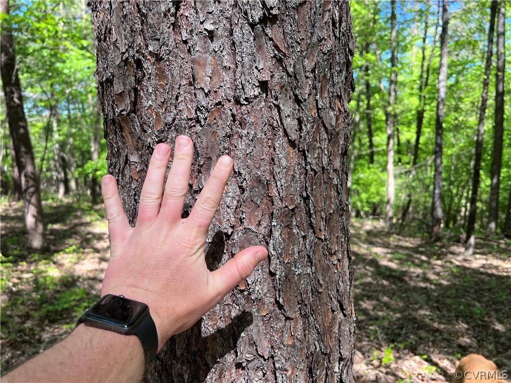 Tbd Watoga Buckingham, VA 23936 - Photo 39 of 50 a view of yard with green space