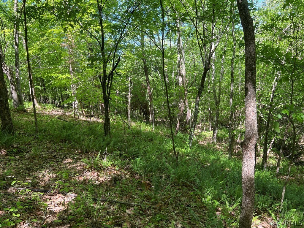 Tbd Watoga Buckingham, VA 23936 - Photo 40 of 50 a view of lush green forest