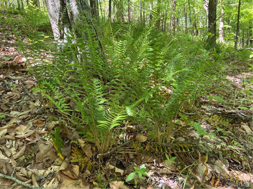 Tbd Watoga Buckingham, VA 23936 - Photo 41 of 50 a view of a lush green forest