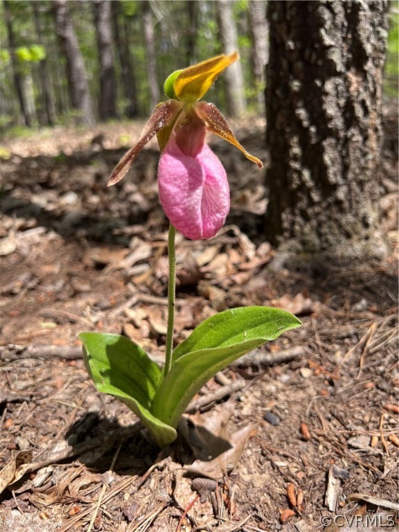 Tbd Watoga Buckingham, VA 23936 - Photo 48 of 50 a view of a backyard