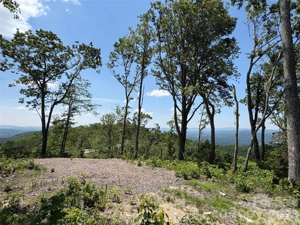 a view of a tree with a yard