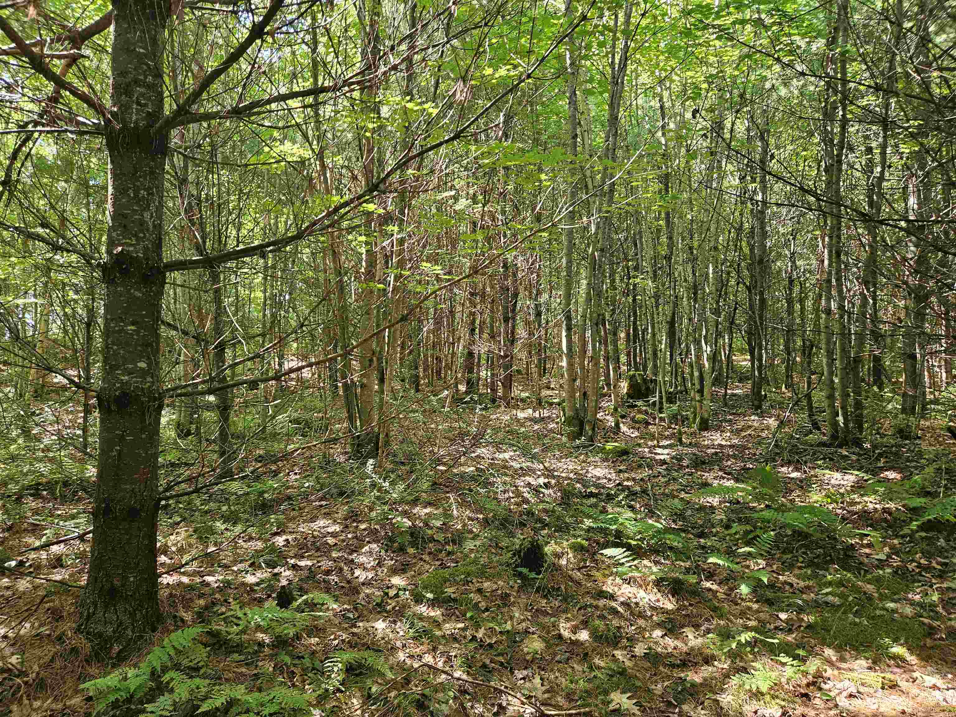 Lot 3.2 Off Parker Road Lisbon, NH 03585 - Photo 17 of 29 Gallery Image 17