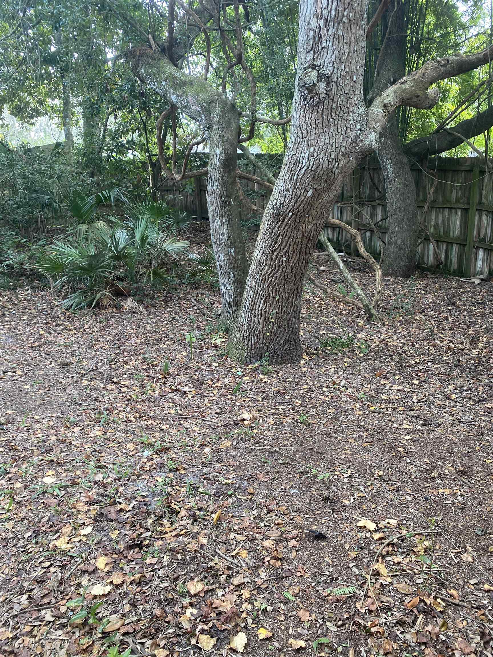35 Atlantic Oaks Circle, Unit A St. Augustine Beach, FL 32080 - Photo 19 of 21 a view of a yard with a tree