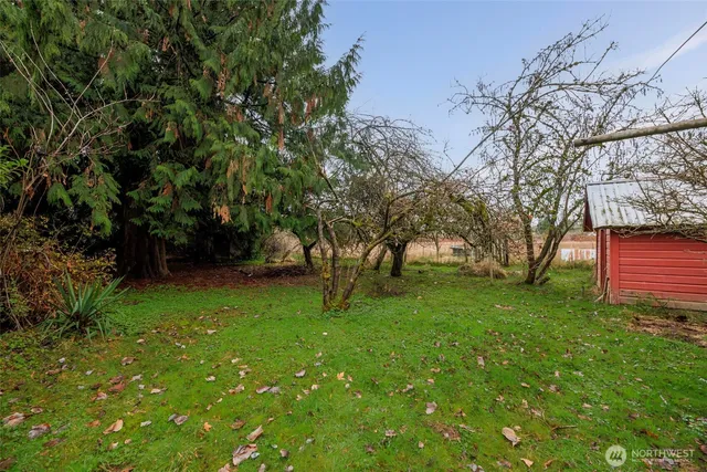 a view of a backyard with plants and large tree