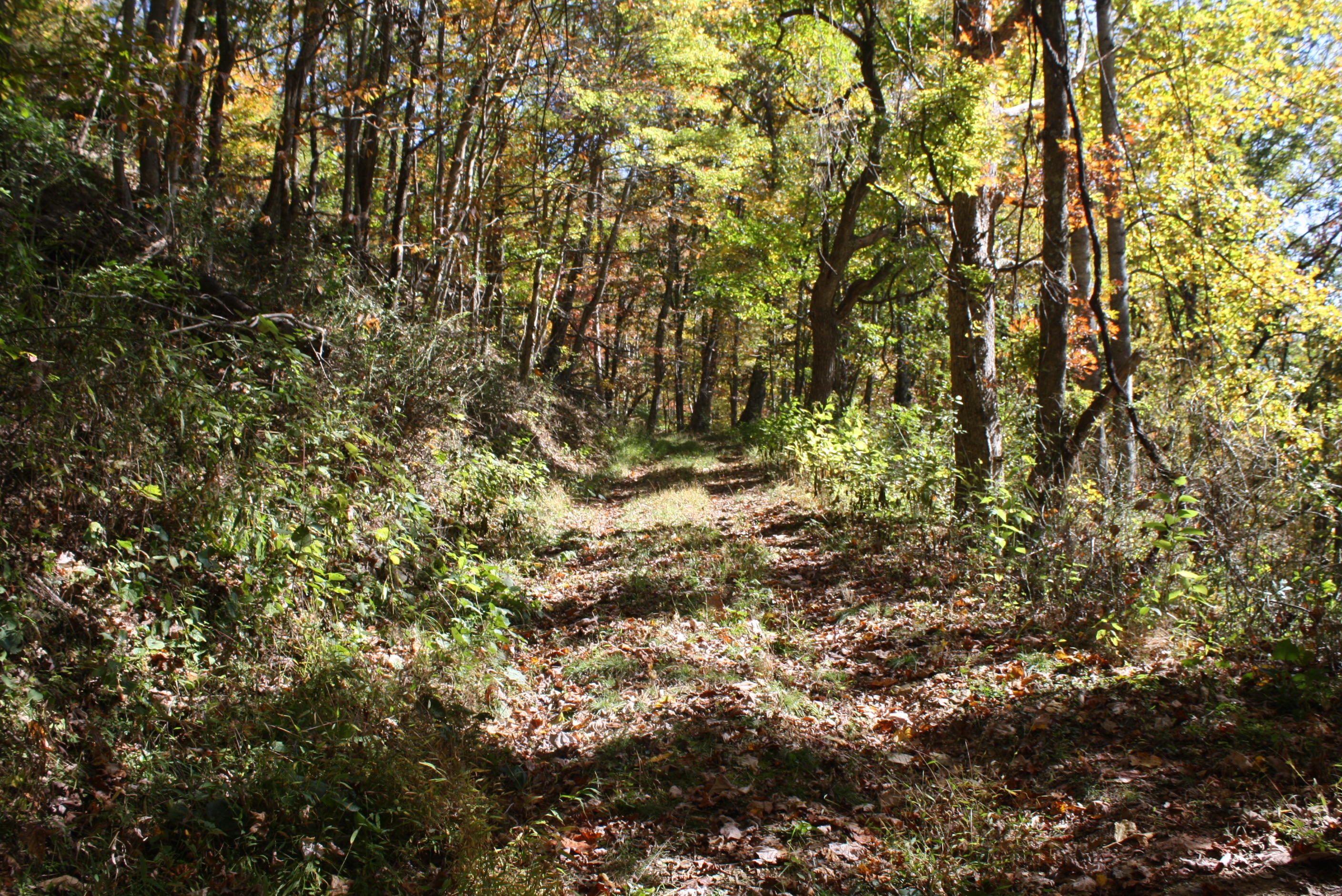 Beech Run Road Jumping Branch, WV 25969 - Photo 30 of 45 Gallery Image 30