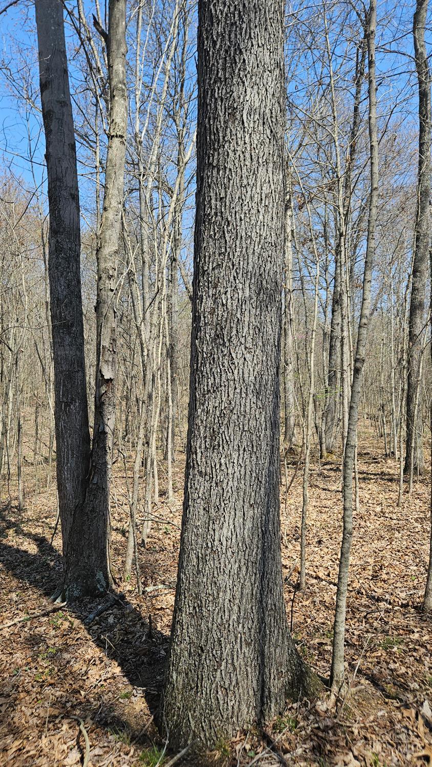 0 Spruce Hollow Road South Webster, OH 45682 - Photo 28 of 54