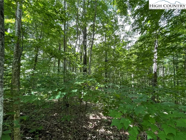 a view of a lush green forest