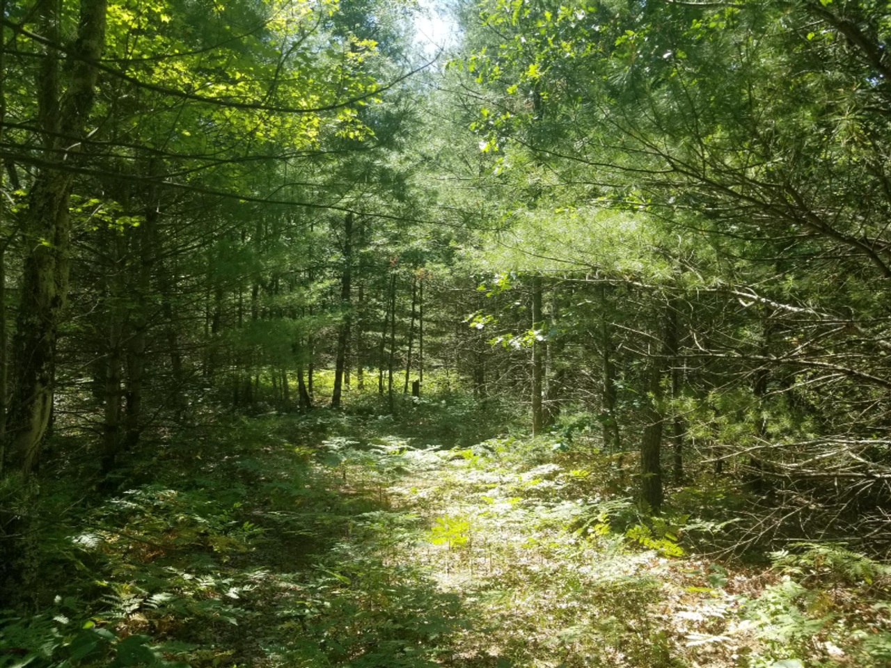 0 West Pine Lake Road Manistee, MI 49660 - Photo 8 of 15 Gallery Image 8