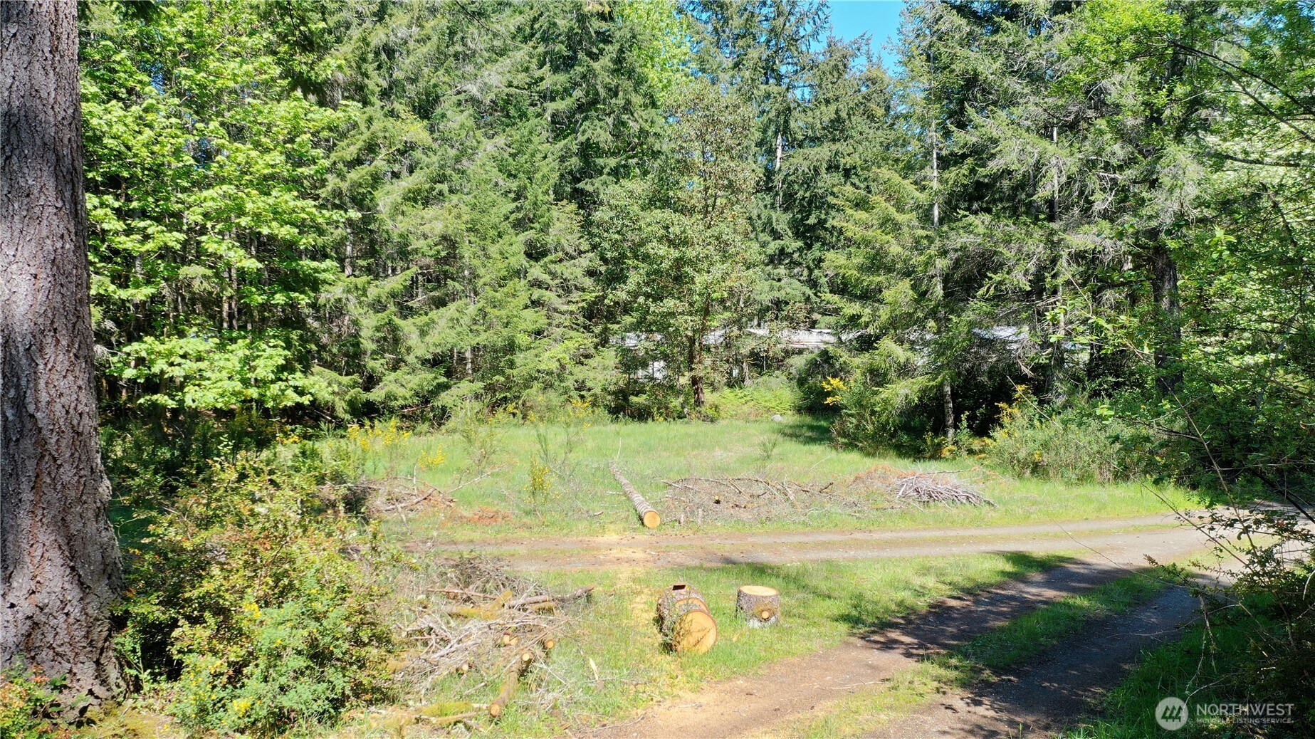 231 East Strong Road Shelton, WA 98584 - Photo 11 of 13 a view of a yard with a tree