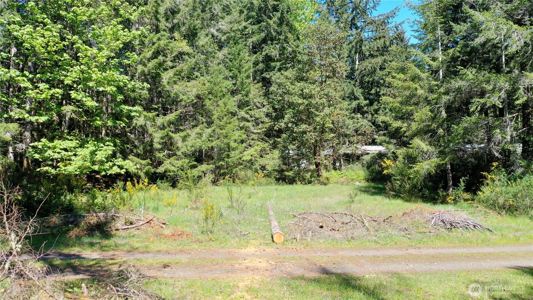 231 East Strong Road Shelton, WA 98584 - Photo 13 of 13 a view of a yard with trees